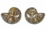 Jurassic Cut & Polished Nautilus (Cymatoceras) Fossil -Madagascar #365512-1
